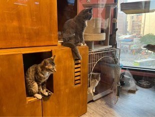 cat0