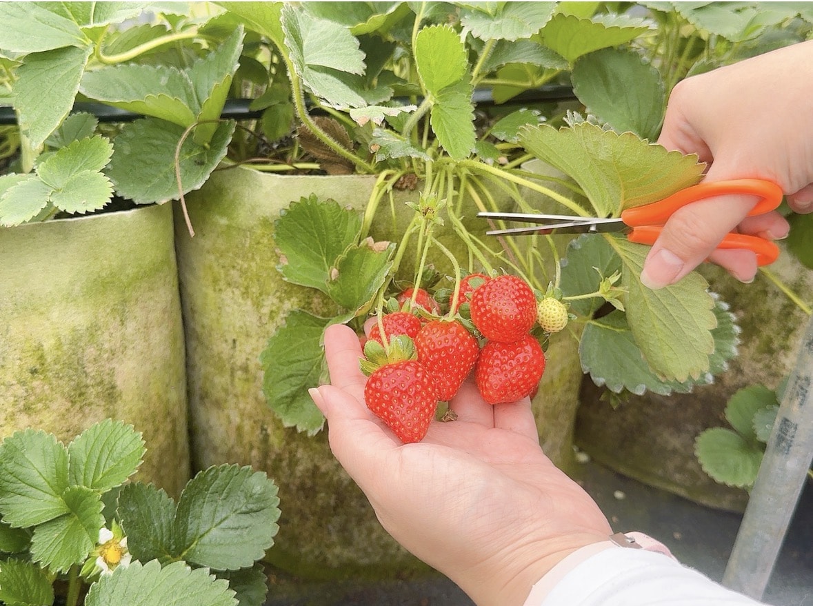 北台灣草莓季！淡水隱藏版【桂香草莓園】採果、拔菜、植栽一次滿足！