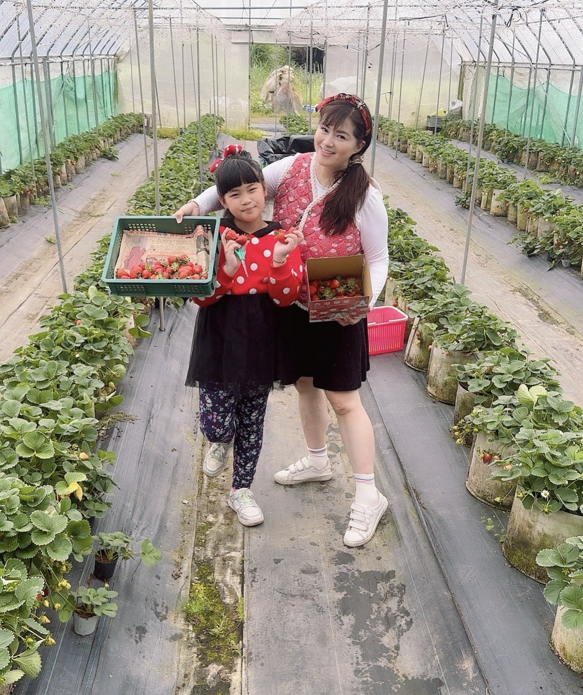 北台灣草莓季！淡水隱藏版【桂香草莓園】採果、拔菜、植栽一次滿足！