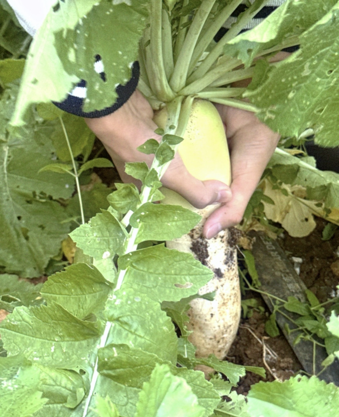 北台灣草莓季！淡水隱藏版【桂香草莓園】採果、拔菜、植栽一次滿足！