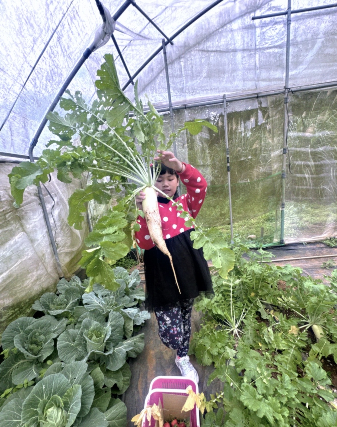 北台灣草莓季！淡水隱藏版【桂香草莓園】採果、拔菜、植栽一次滿足！