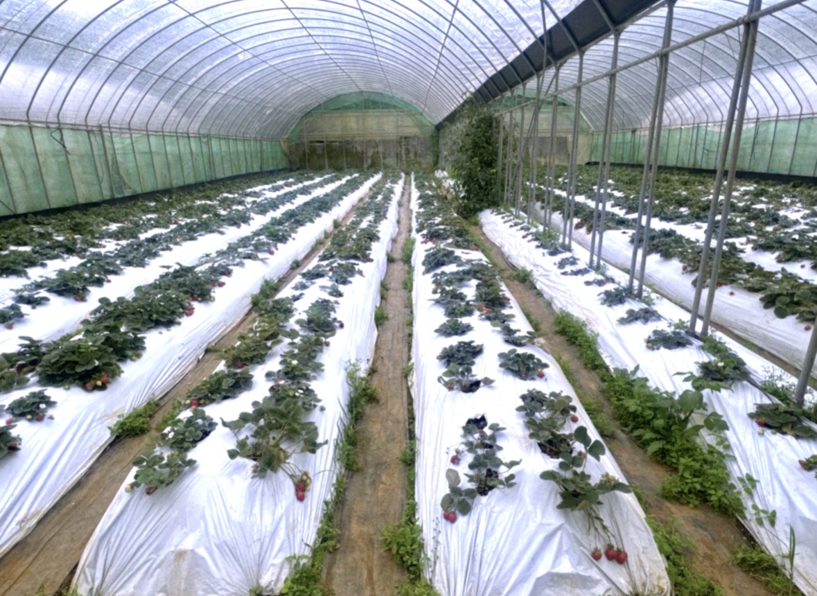 北台灣草莓季！淡水隱藏版【桂香草莓園】採果、拔菜、植栽一次滿足！