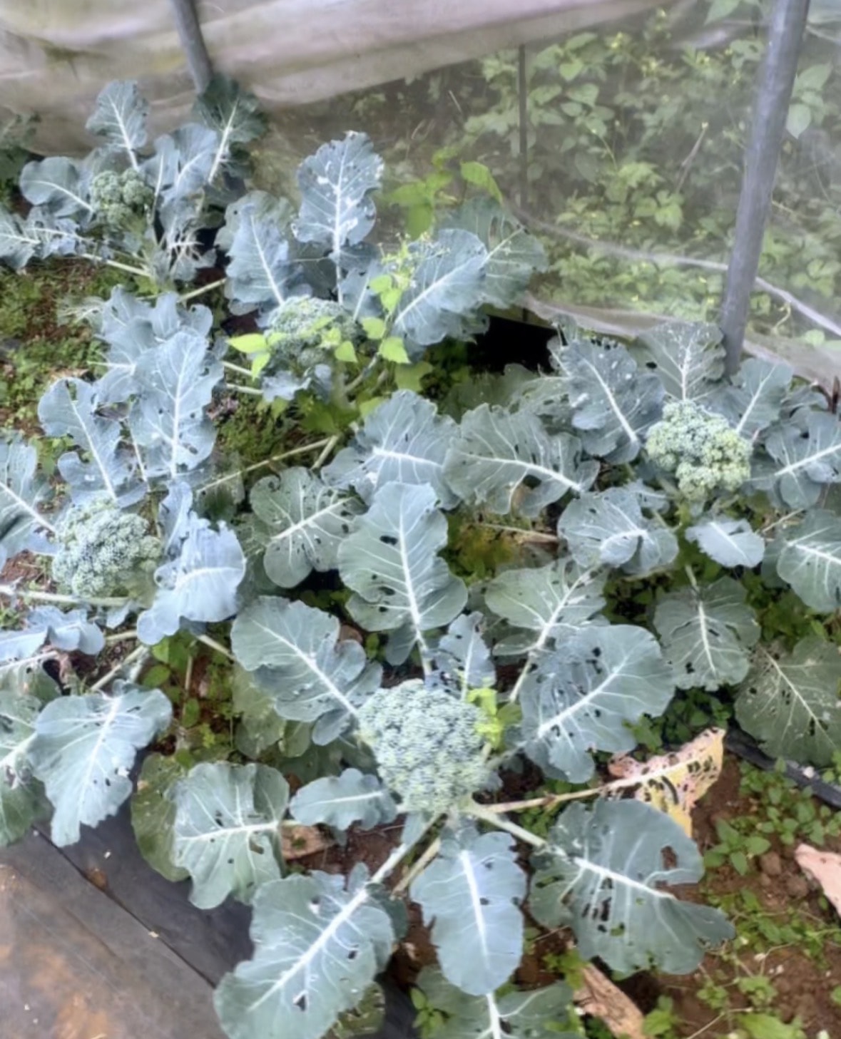 北台灣草莓季！淡水隱藏版【桂香草莓園】採果、拔菜、植栽一次滿足！