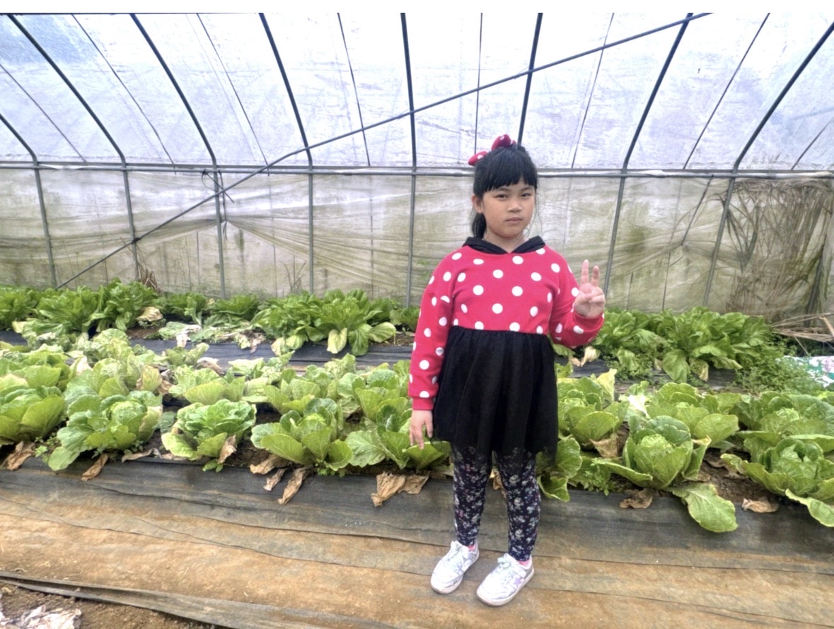 北台灣草莓季！淡水隱藏版【桂香草莓園】採果、拔菜、植栽一次滿足！