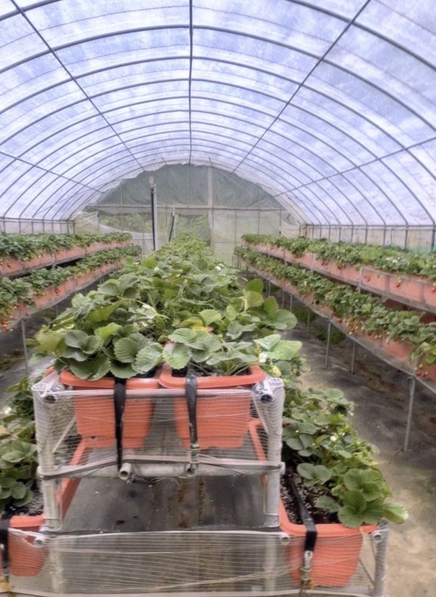 北台灣草莓季！淡水隱藏版【桂香草莓園】採果、拔菜、植栽一次滿足！
