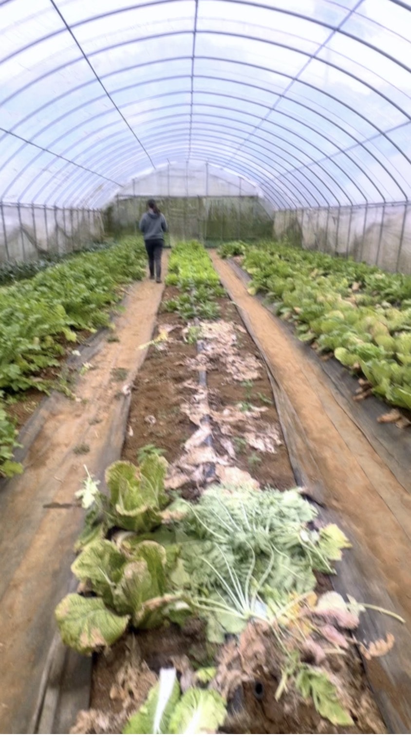 北台灣草莓季！淡水隱藏版【桂香草莓園】採果、拔菜、植栽一次滿足！
