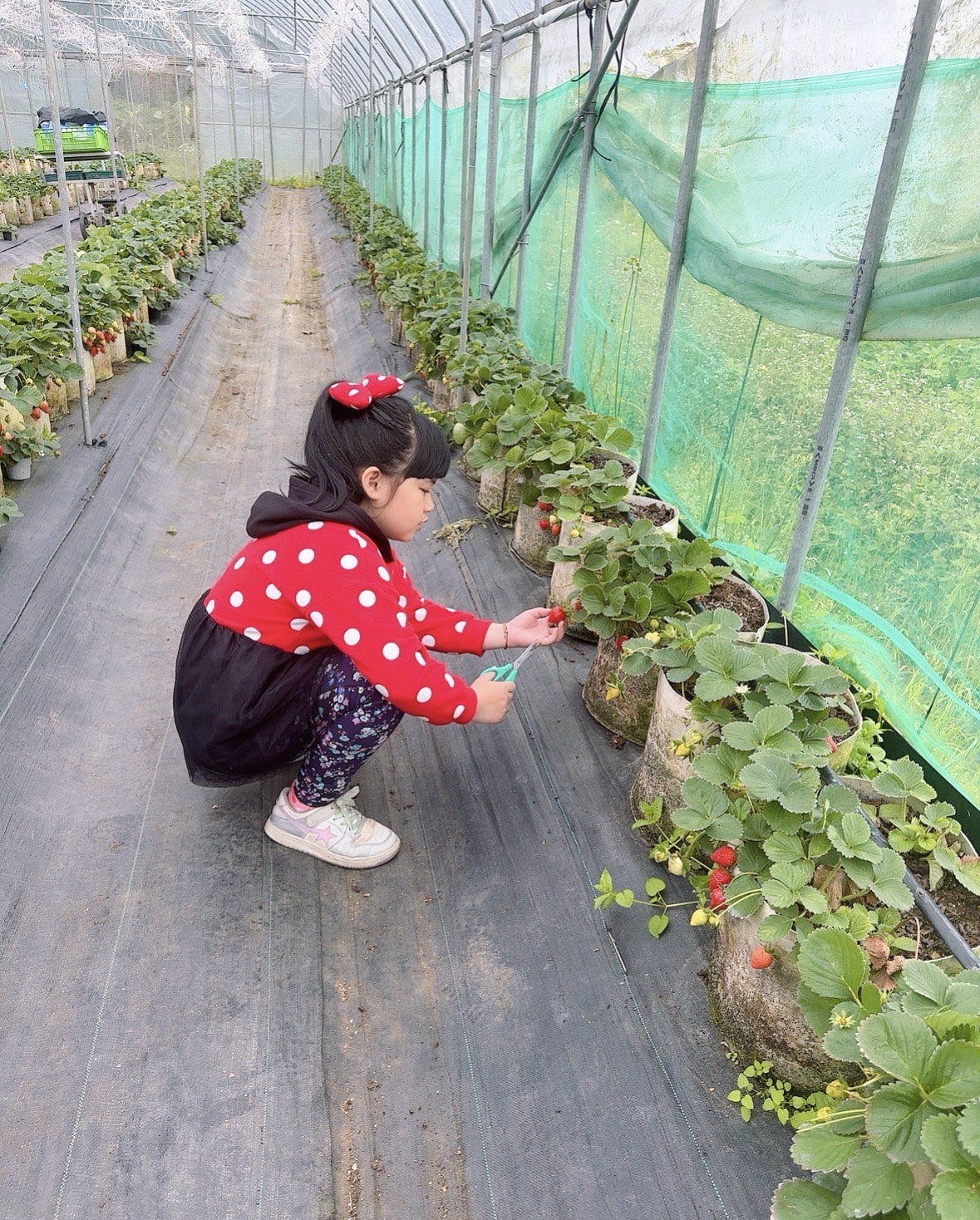 北台灣草莓季！淡水隱藏版【桂香草莓園】採果、拔菜、植栽一次滿足！