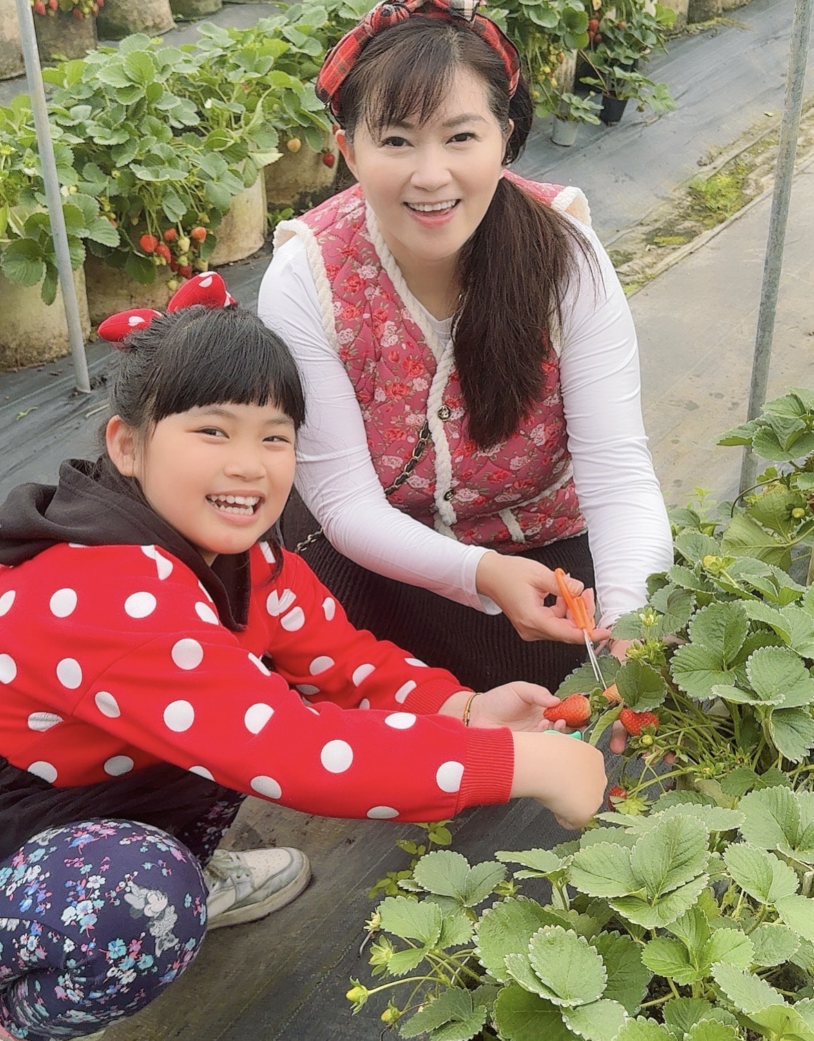北台灣草莓季！淡水隱藏版【桂香草莓園】採果、拔菜、植栽一次滿足！