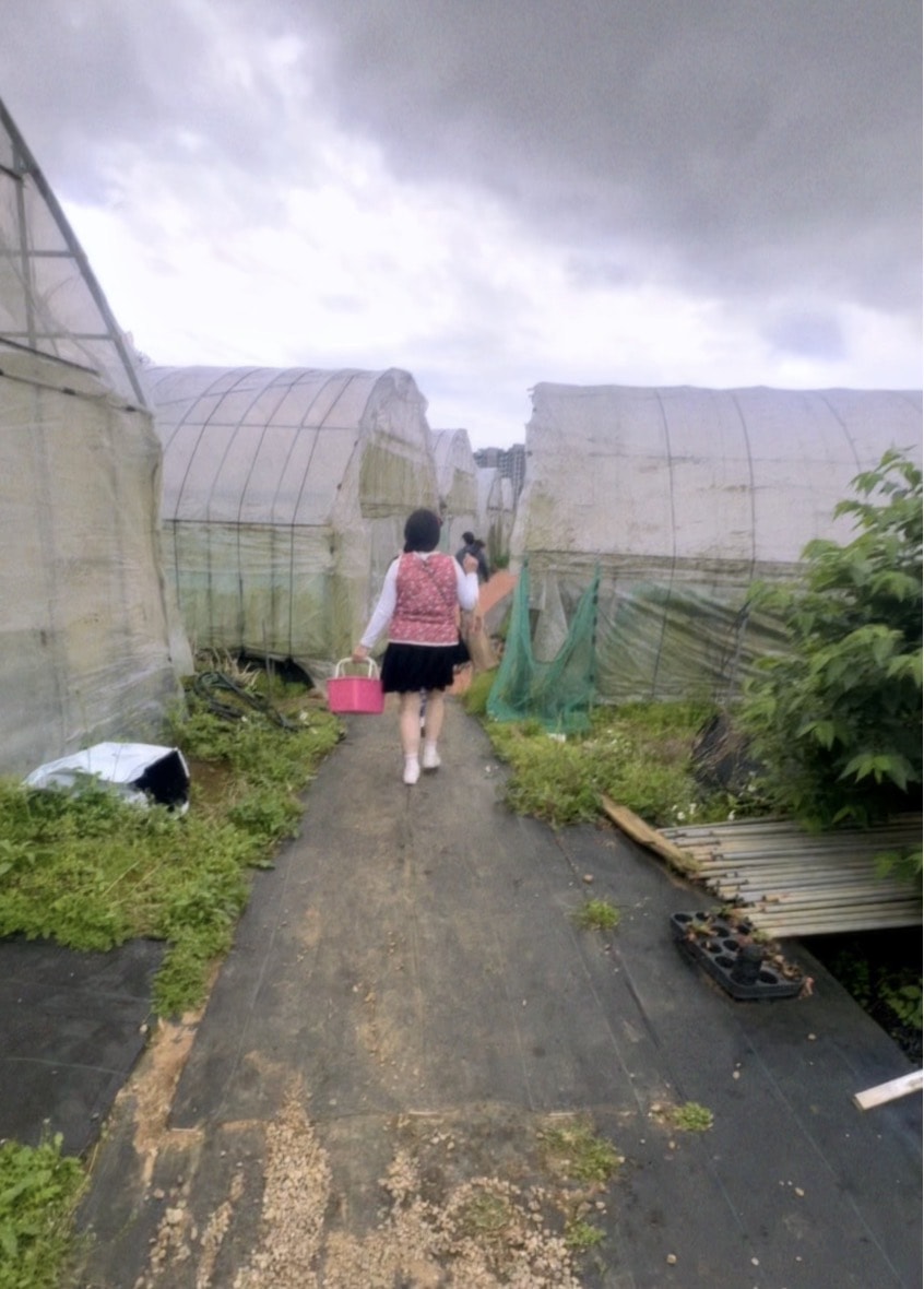 北台灣草莓季！淡水隱藏版【桂香草莓園】採果、拔菜、植栽一次滿足！