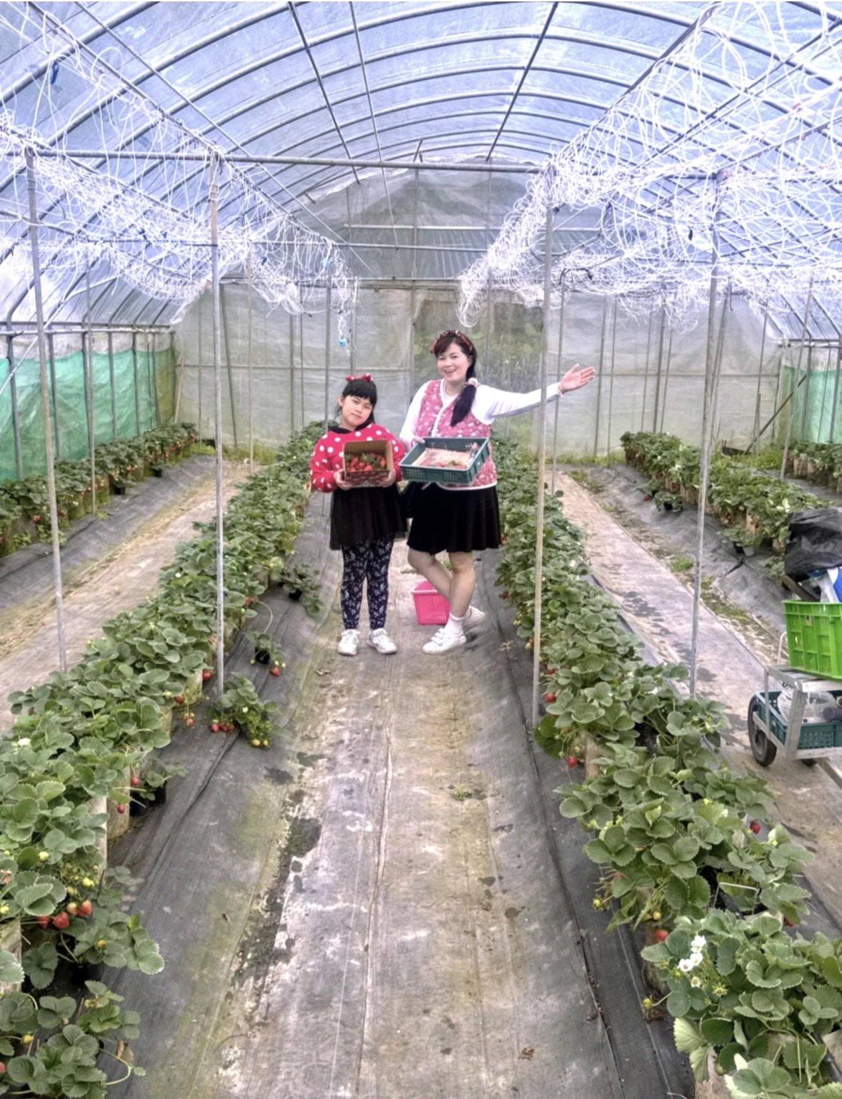 北台灣草莓季！淡水隱藏版【桂香草莓園】採果、拔菜、植栽一次滿足！