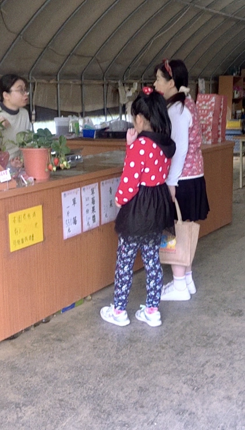 北台灣草莓季！淡水隱藏版【桂香草莓園】採果、拔菜、植栽一次滿足！