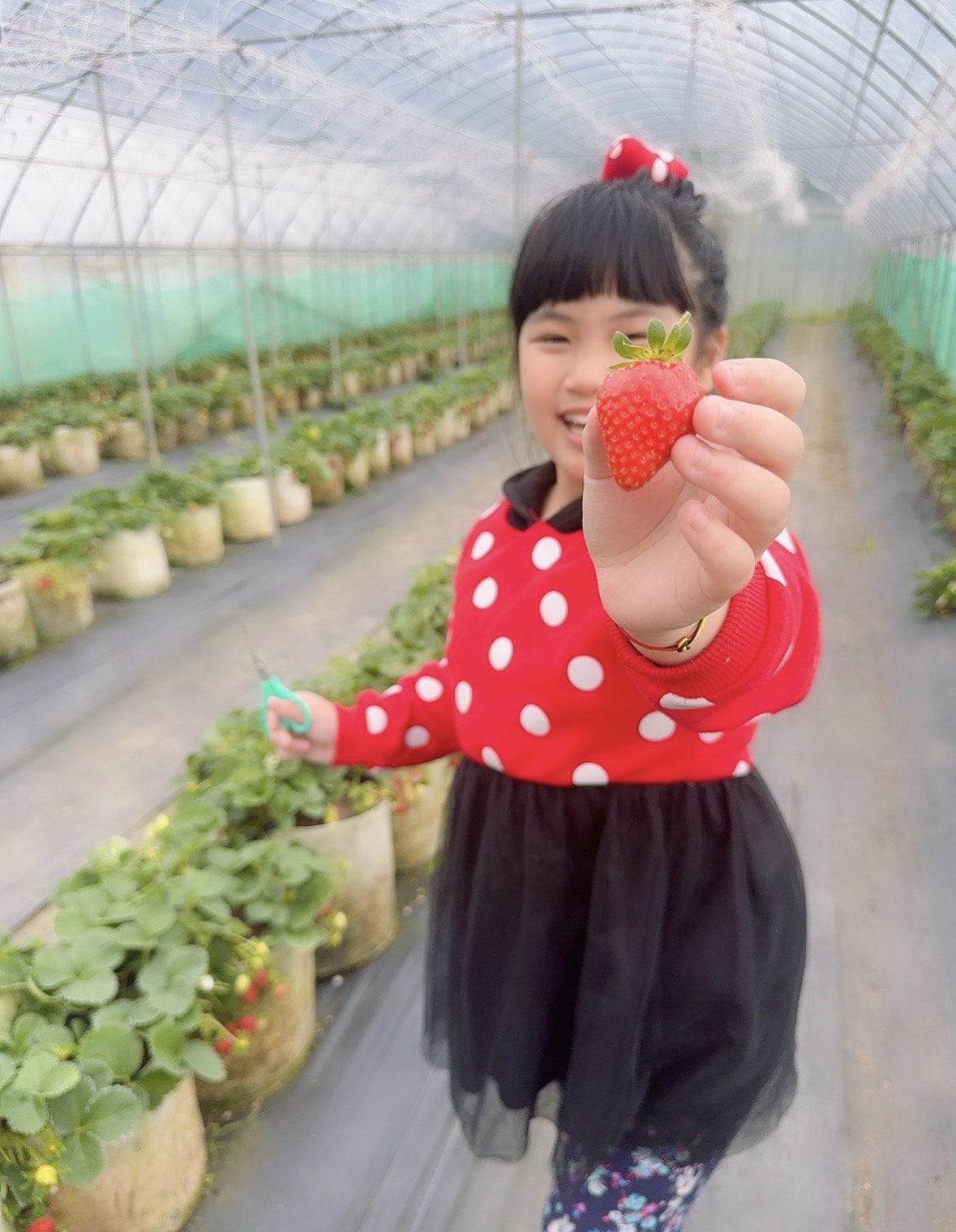 北台灣草莓季！淡水隱藏版【桂香草莓園】採果、拔菜、植栽一次滿足！