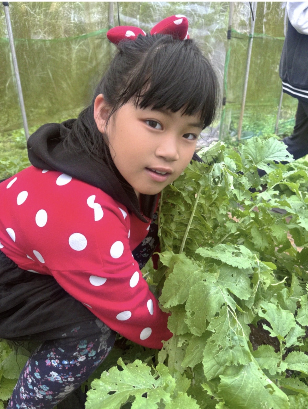 北台灣草莓季！淡水隱藏版【桂香草莓園】採果、拔菜、植栽一次滿足！