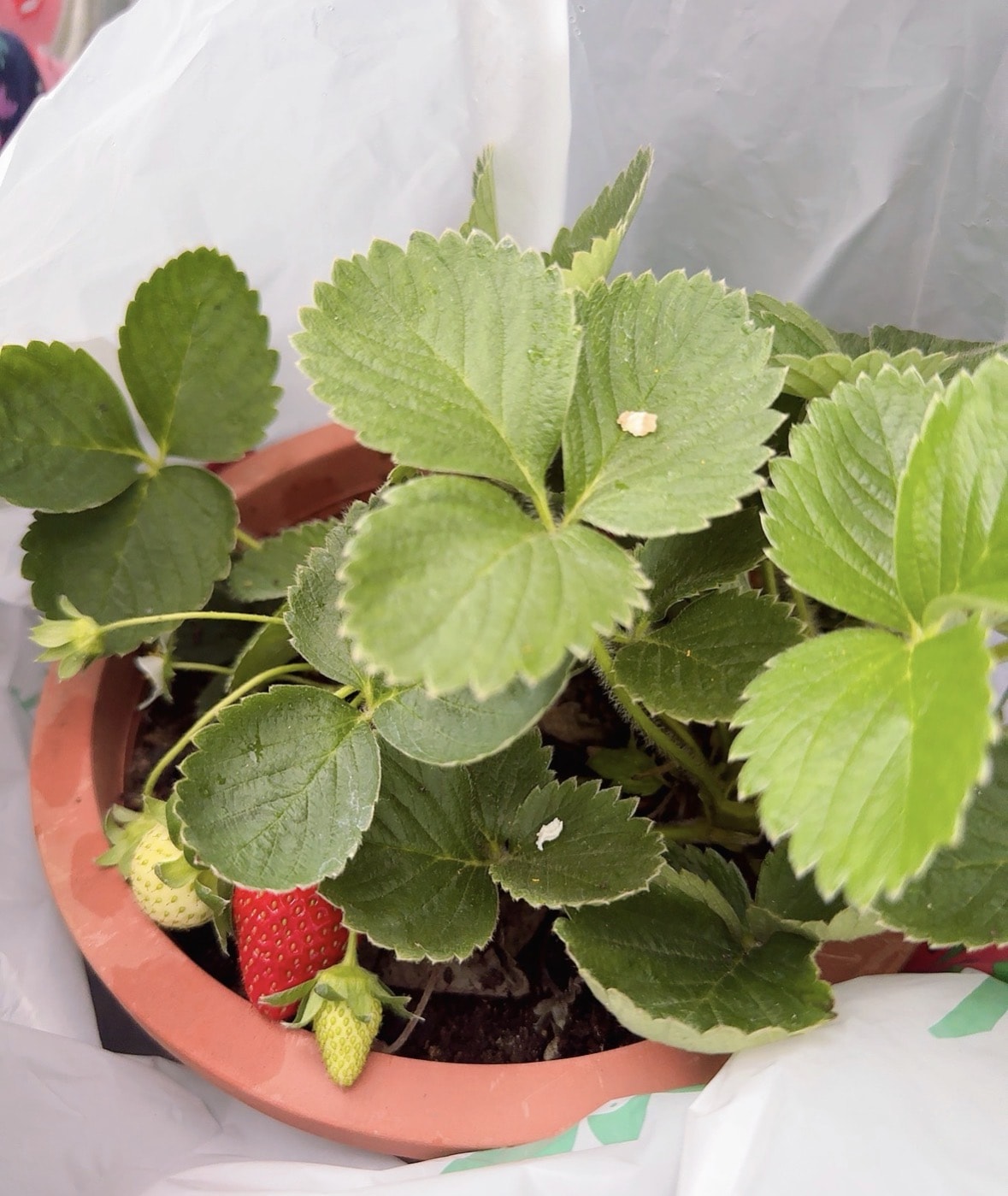 北台灣草莓季！淡水隱藏版【桂香草莓園】採果、拔菜、植栽一次滿足！