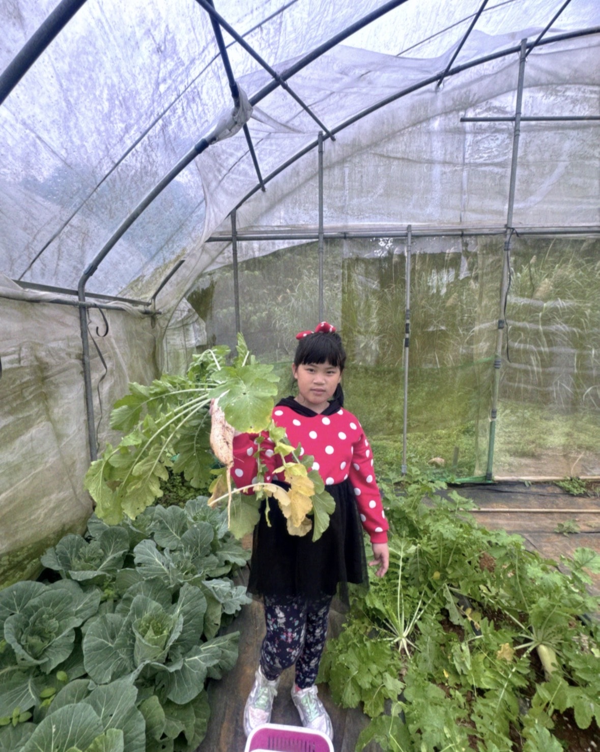 北台灣草莓季！淡水隱藏版【桂香草莓園】採果、拔菜、植栽一次滿足！