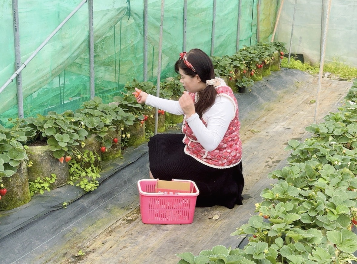 北台灣草莓季！淡水隱藏版【桂香草莓園】採果、拔菜、植栽一次滿足！