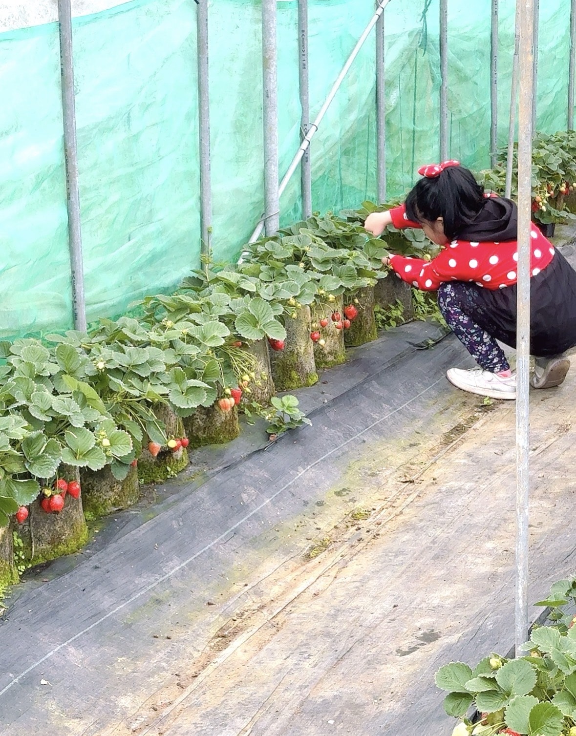北台灣草莓季！淡水隱藏版【桂香草莓園】採果、拔菜、植栽一次滿足！