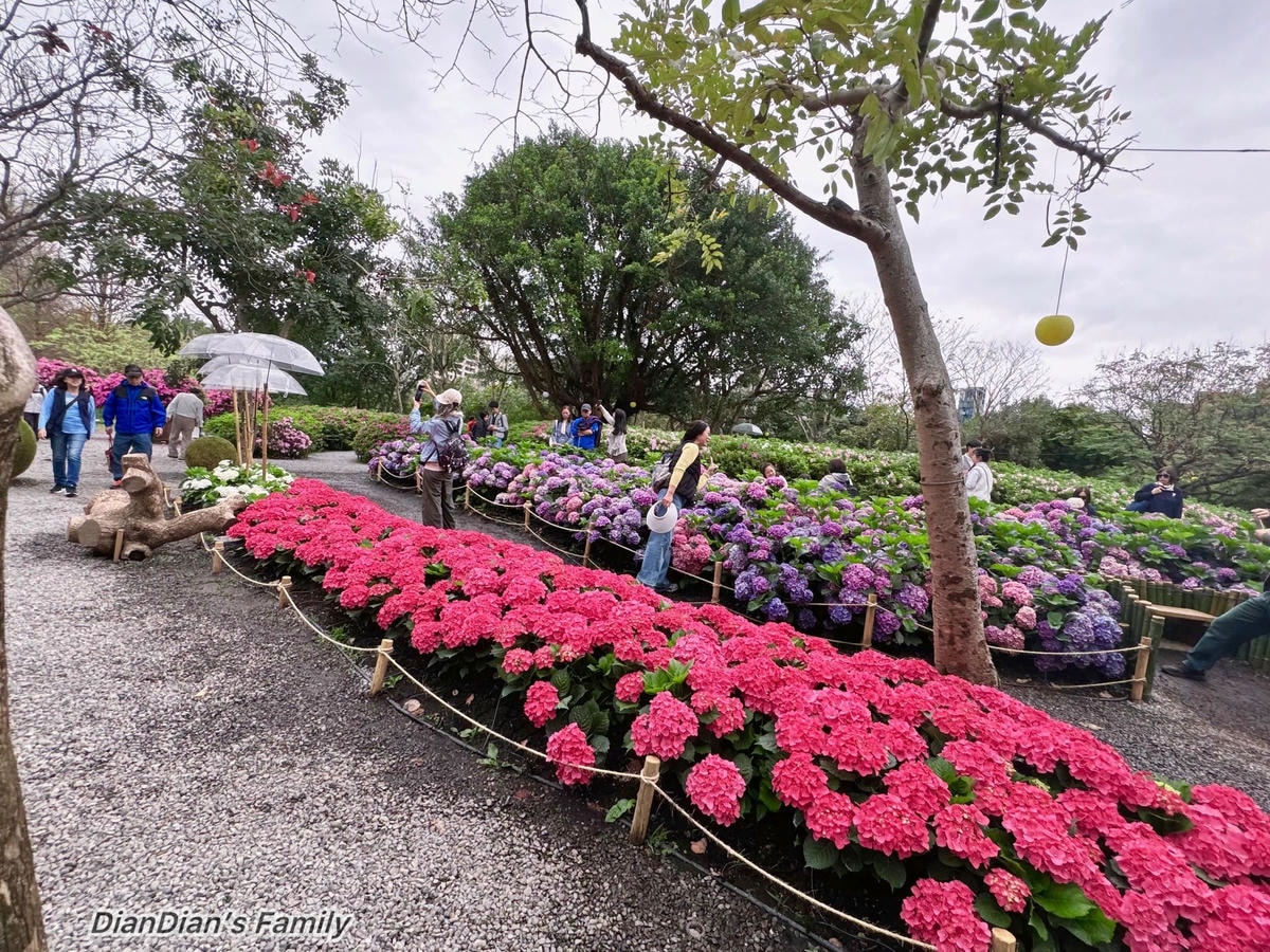 【捷運直達】2026大安森林公園花季全攻略：21萬株杜鵑與繡球齊放！「拾花號」方舟登場，賞花最佳時間大公開