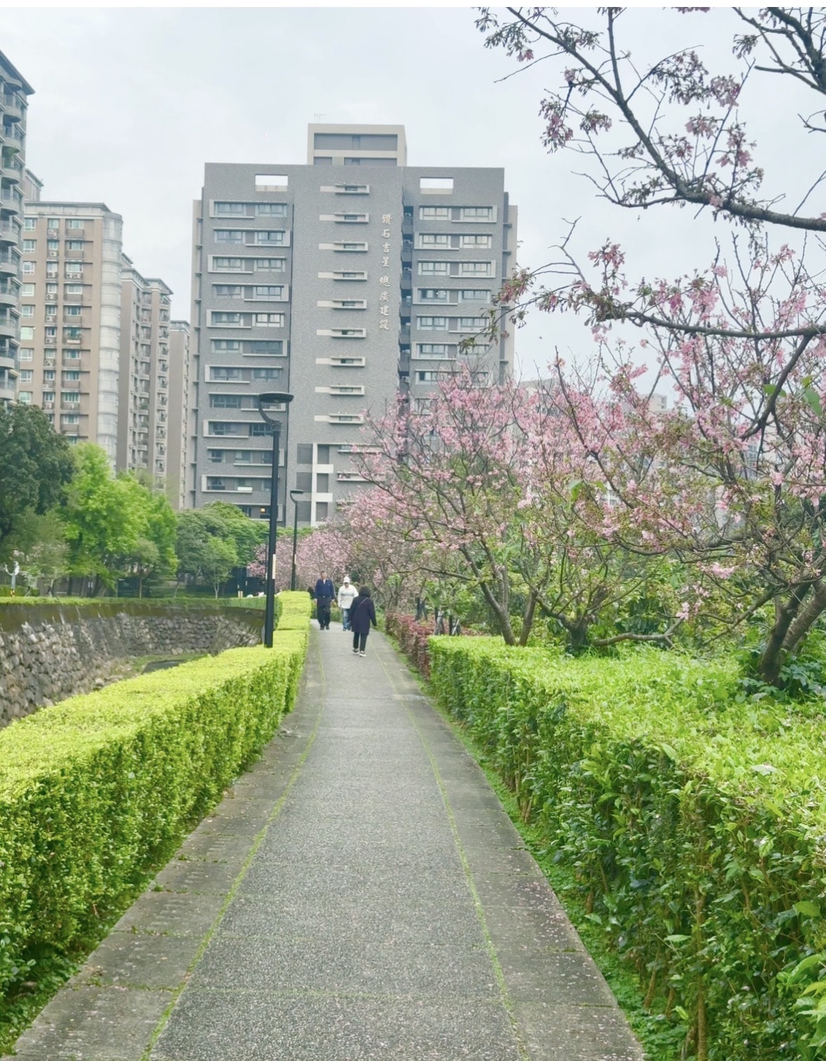 【2026 淡水櫻花絕美秘境】春日浪漫粉紅花海來襲 🌸