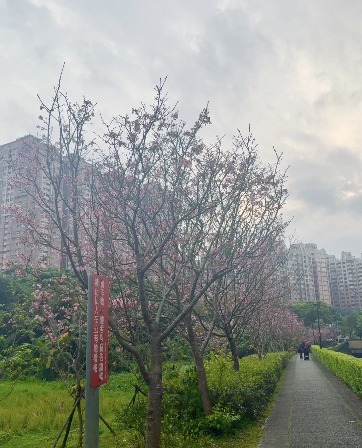 【2026 淡水櫻花絕美秘境】春日浪漫粉紅花海來襲 🌸
