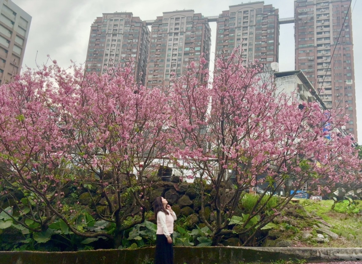 【2026 淡水櫻花絕美秘境】春日浪漫粉紅花海來襲 🌸