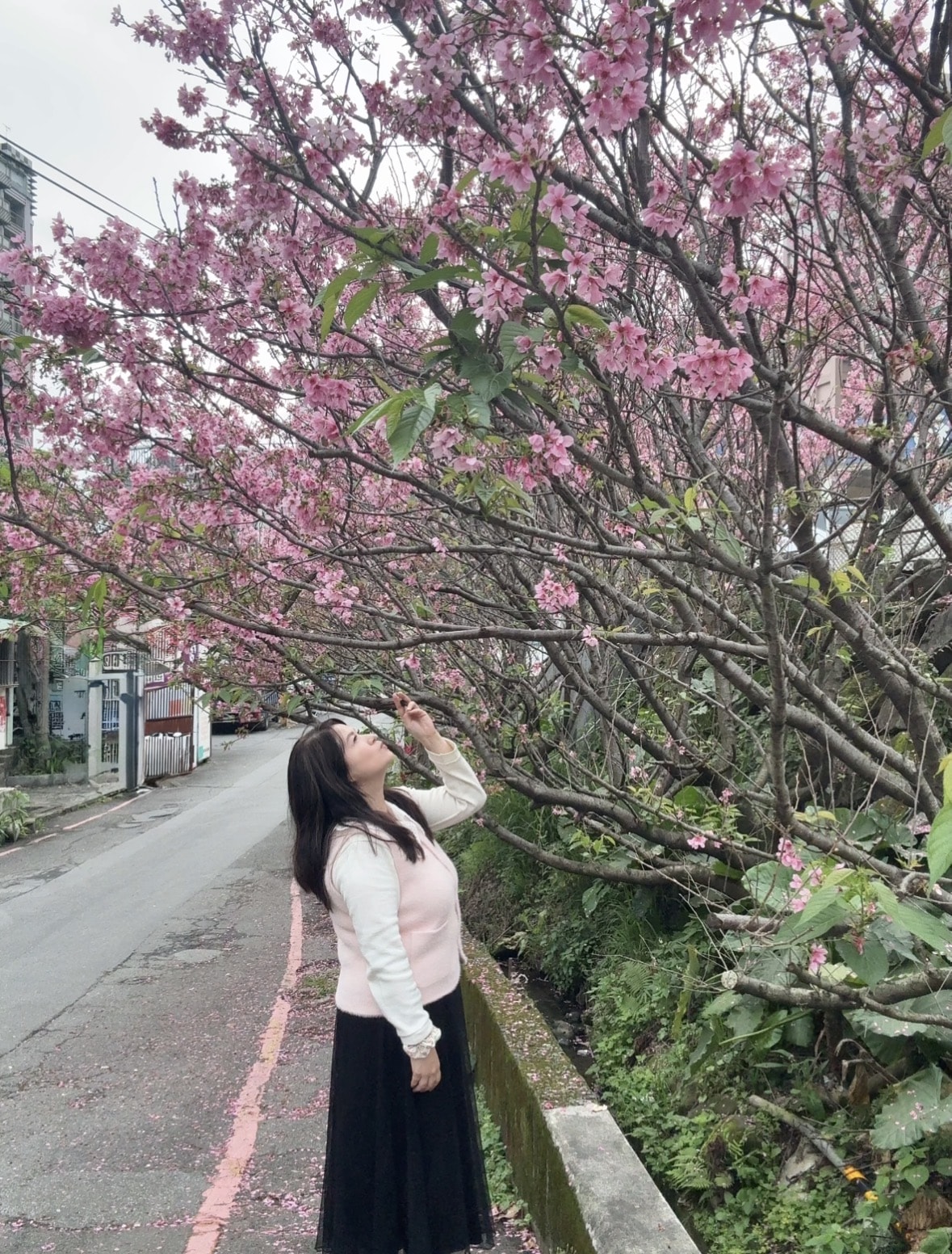 【2026 淡水櫻花絕美秘境】春日浪漫粉紅花海來襲 🌸