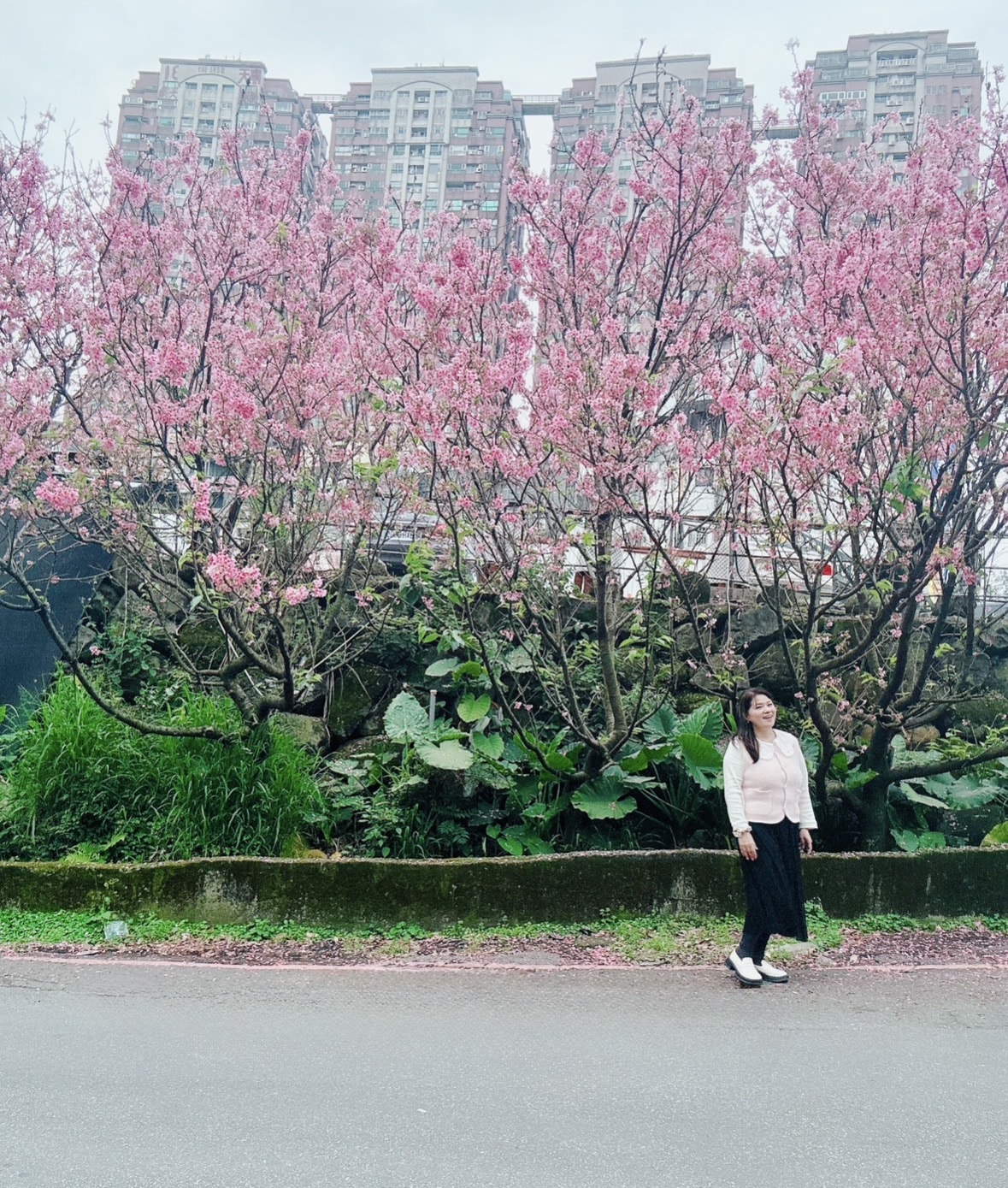 【2026 淡水櫻花絕美秘境】春日浪漫粉紅花海來襲 🌸