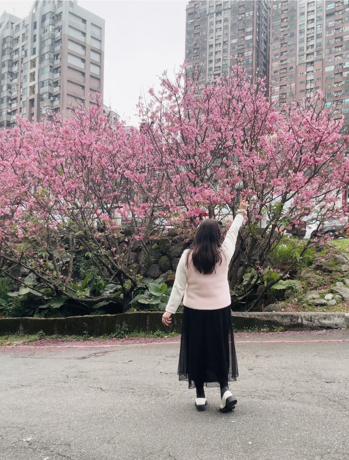 【2026 淡水櫻花絕美秘境】春日浪漫粉紅花海來襲 🌸