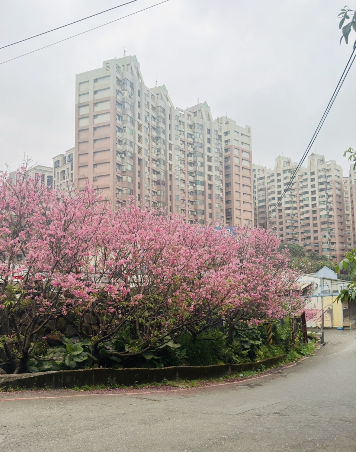 【2026 淡水櫻花絕美秘境】春日浪漫粉紅花海來襲 🌸