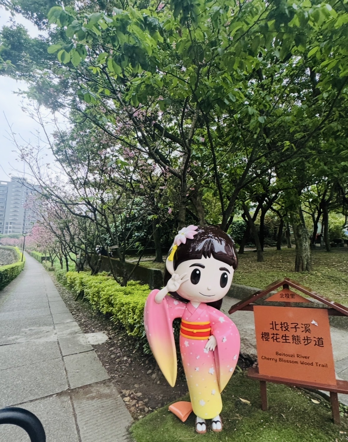 【2026 淡水櫻花絕美秘境】春日浪漫粉紅花海來襲 🌸